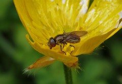 Melanogaster hirtella