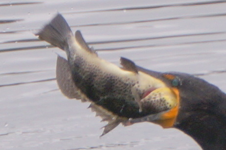 Paralabrax maculatofasciatus