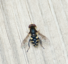 Parhelophilus flavifacies