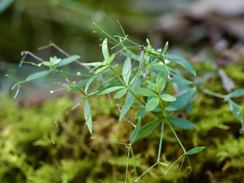 Galium pogonanthum iNat (3)