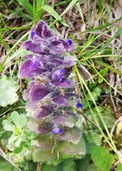 Ajuga pyramidalis pyramidalis