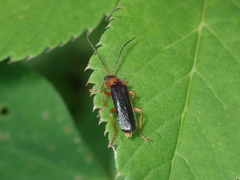 Cantharis flavilabris