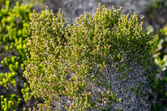 Erica bredasiana
