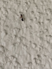 Camponotus clarithorax
