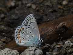 Polyommatus escheri