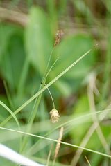 Carex gracillima