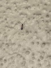 Camponotus clarithorax