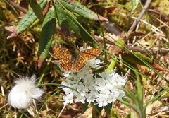 Boloria eunomia