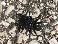 Sphodros niger