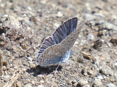 Polyommatus escheri