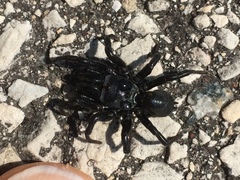 Sphodros niger