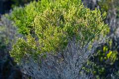 Erica bredasiana
