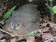 Crypturellus cinnamomeus