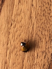 Harmonia axyridis