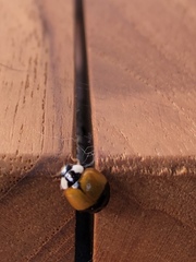 Harmonia axyridis
