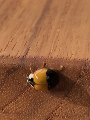 Harmonia axyridis