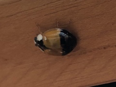 Harmonia axyridis