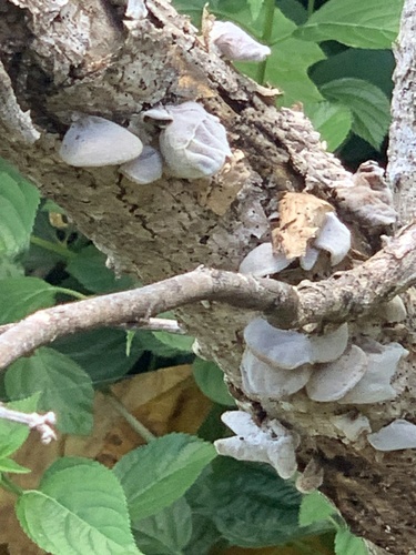 Auricularia polytricha