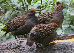 Spot-Winged Wood-Quail photo 3