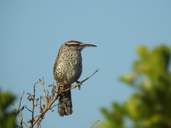 Campylorhynchus yucatanicus
