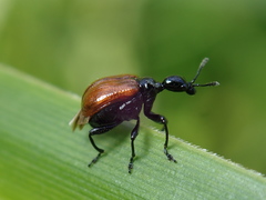 Compsapoderus erythropterus
