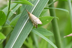 Chrysocrambus linetella