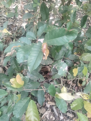 Foto de Fruta-pão-de-são-tomé