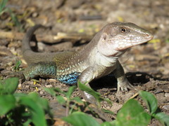 Aspidoscelis motaguae