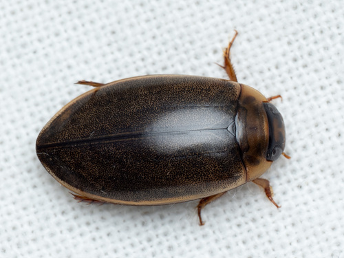 How to identify Rhantus suturalis (W.S.MacLeay, 1825)