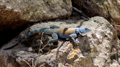 Sceloporus minor
