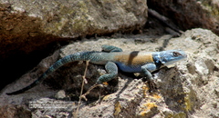 Sceloporus minor