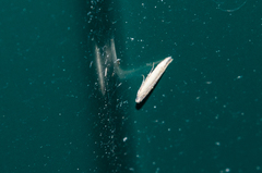 Batrachedra pinicolella