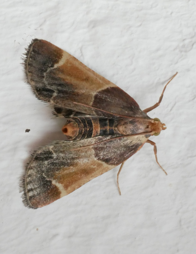 Meal moth