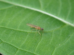 Phyllodromia