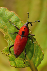 Rhodobaenus sanguineus