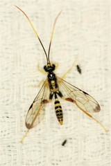 Spilopteron