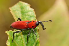 Rhodobaenus sanguineus