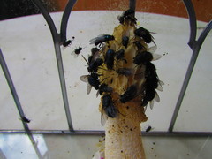 Phallus duplicatus