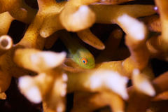 Paragobiodon xanthosoma