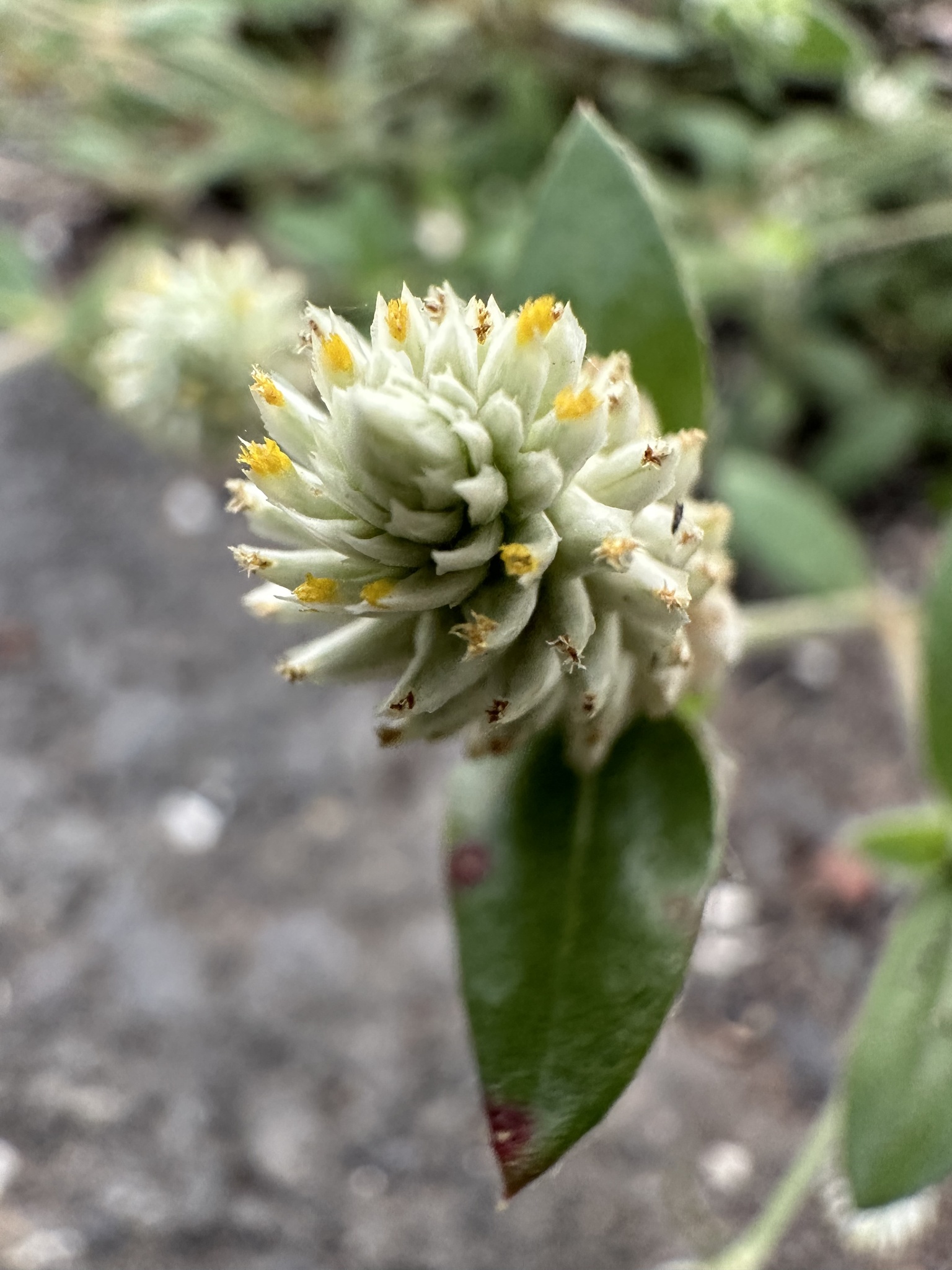 Gomphrena celosioides (Gomphrena celosioides)