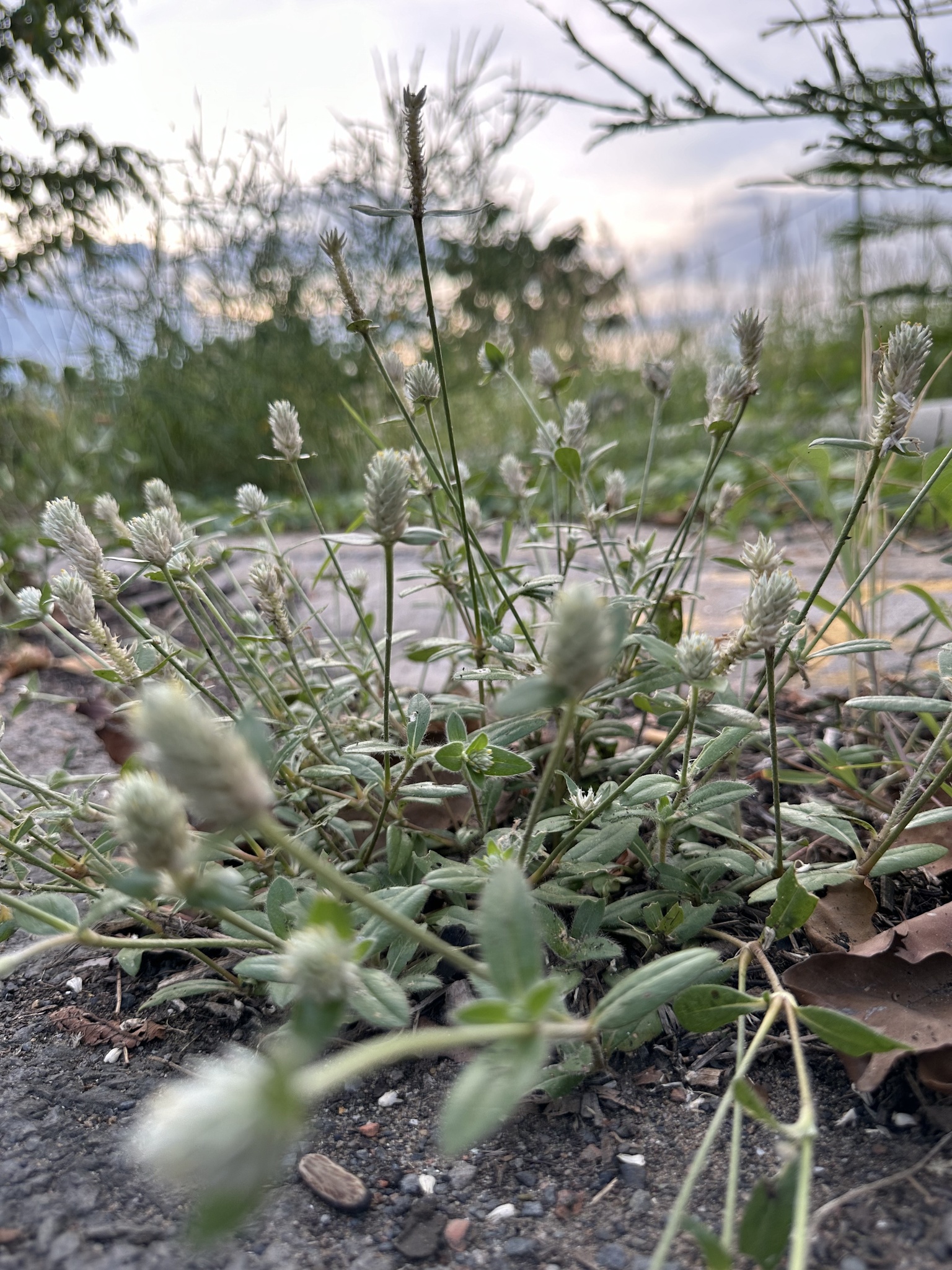 Gomphrena celosioides — ảnh 2