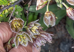 Fritillaria purdyi