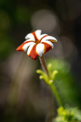Jamesbrittenia albomarginata
