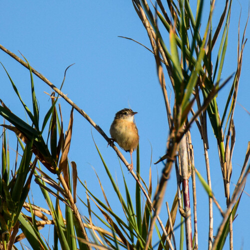 Cistícola buitrón (Cisticola juncidis)