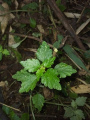 Dysopsis glechomoides (Dysopsis glechomoides)