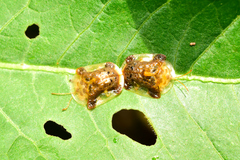 Helocassis testudinaria