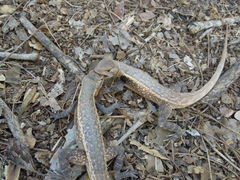 Sceloporus chrysostictus
