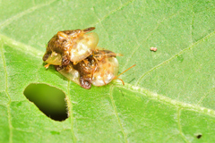 Helocassis testudinaria