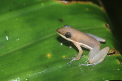 Ambrana Madagascar Frog photo 2