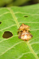 Helocassis testudinaria